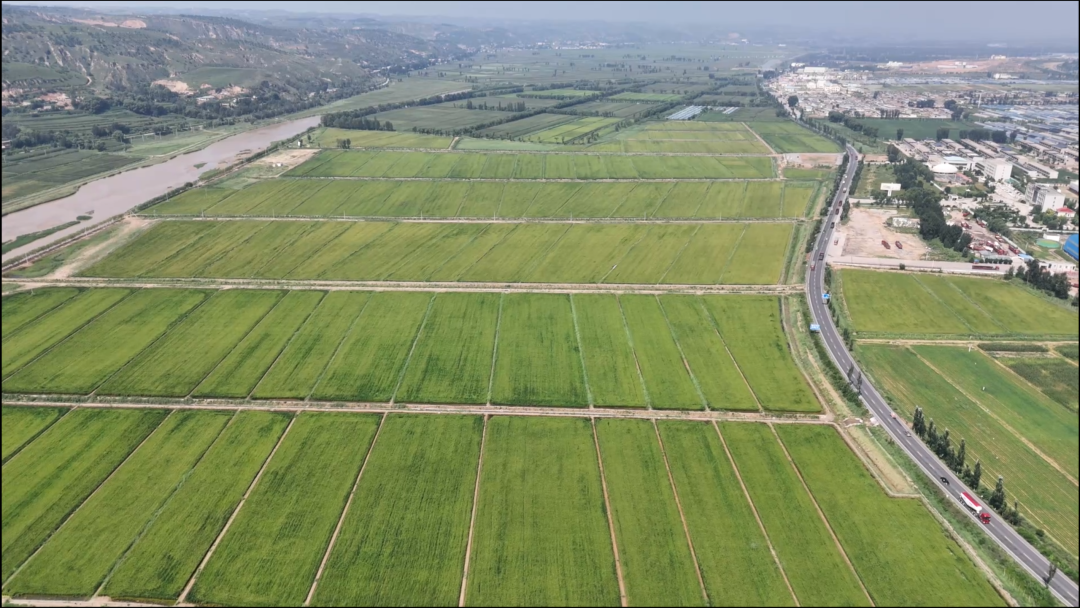 连片种植的水稻种植基地 王宏进摄.png